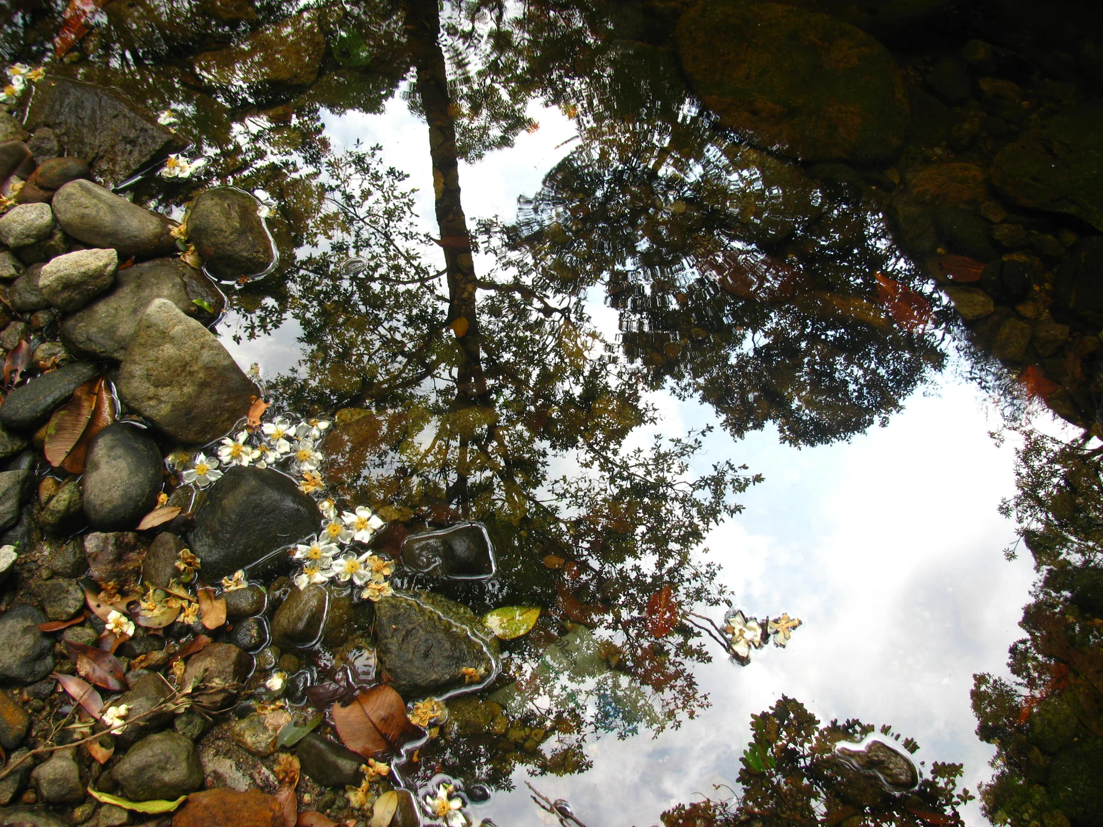 Fallen pale flowers float beside stones in a pool reflecting the Vellarimala forest canopy.