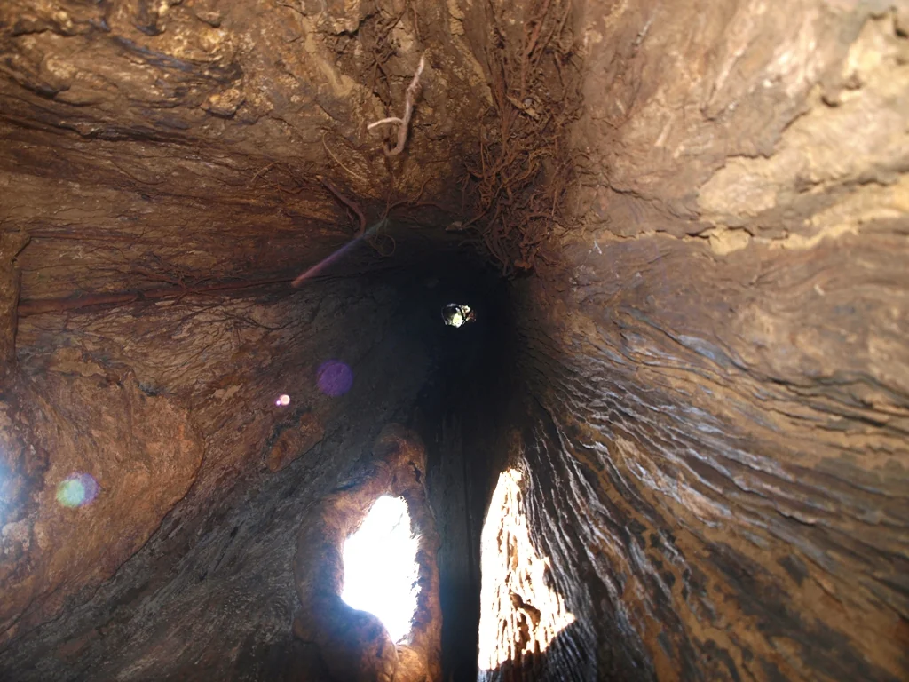 A view upward inside Thanni Muthassi’s hollow trunk shows rough inner wood and small openings to daylight.
