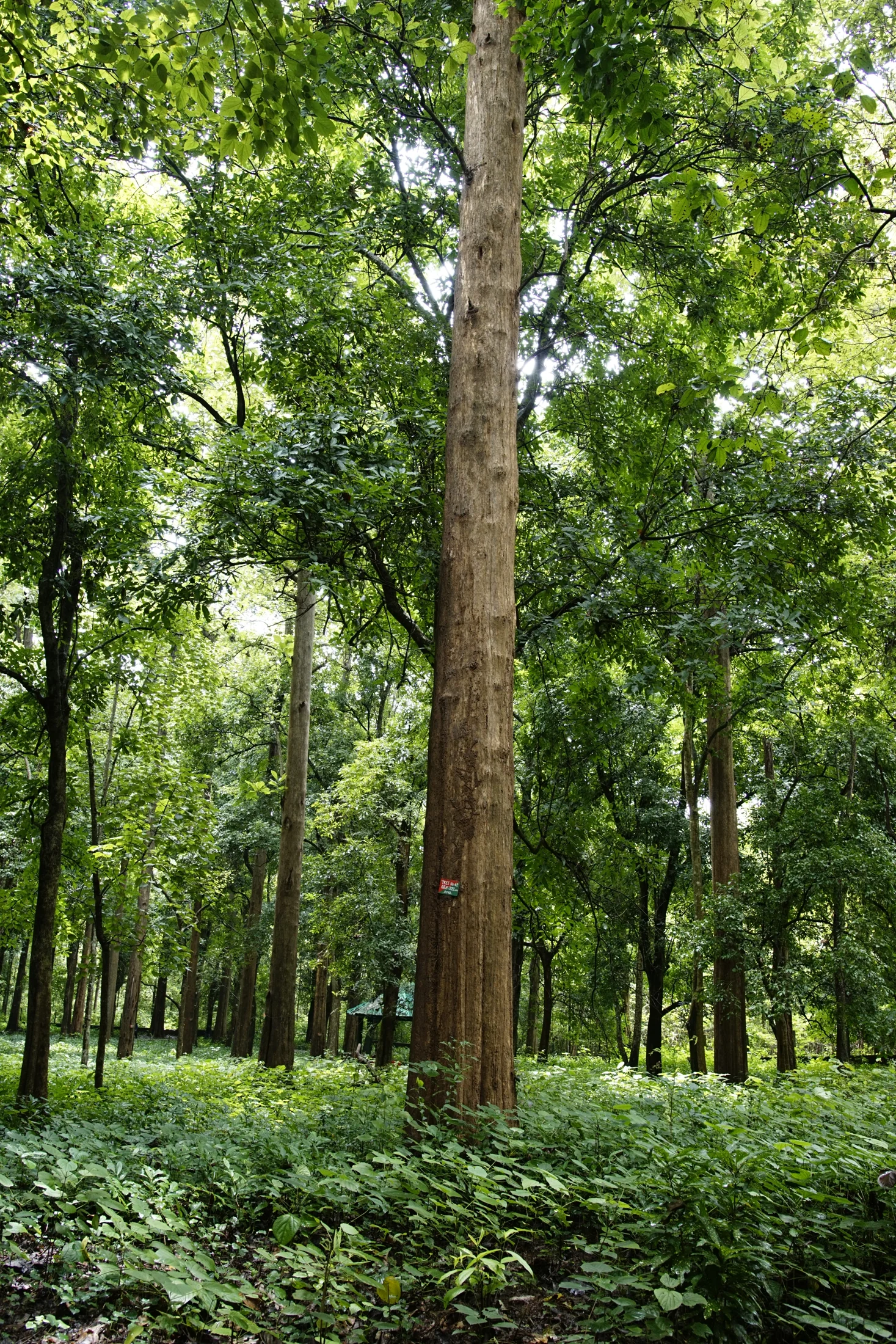 A tall teak trunk bearing a small number label rises through the surrounding green canopy.