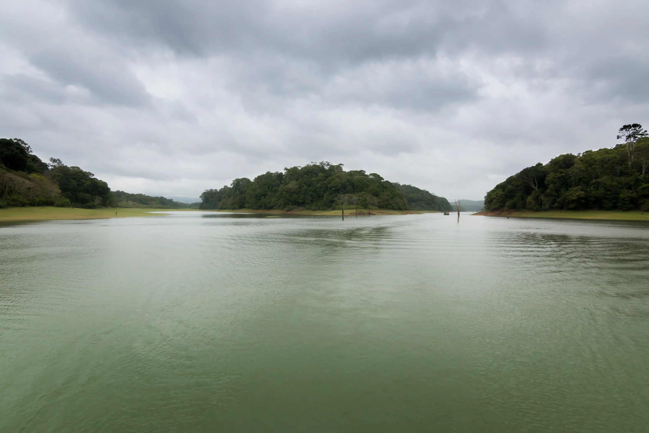 Periyar Lake divides around a wooded slope, with bare trunks standing above the water.