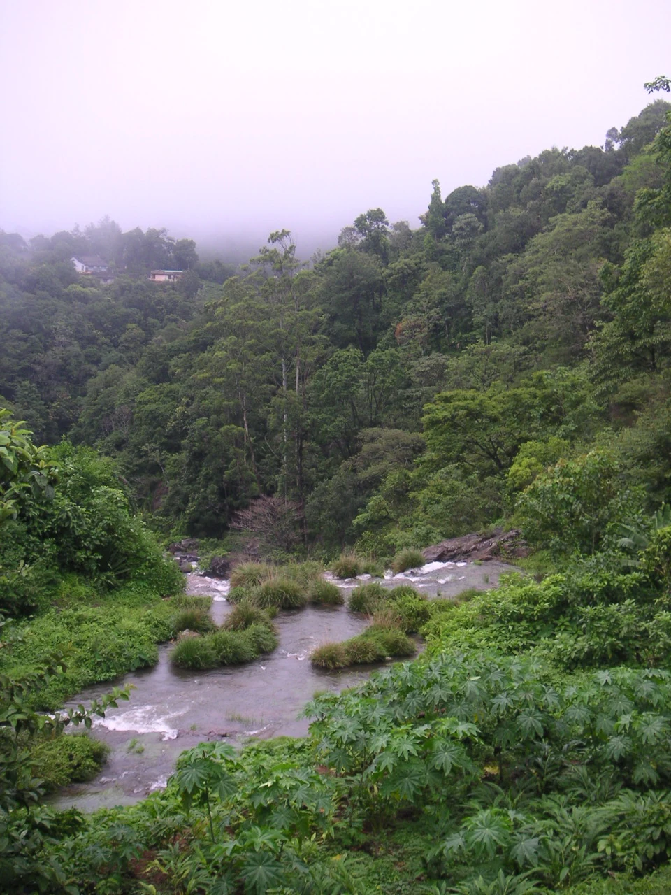 A rocky stream below wooded slopes and hillside homes in Peermade.