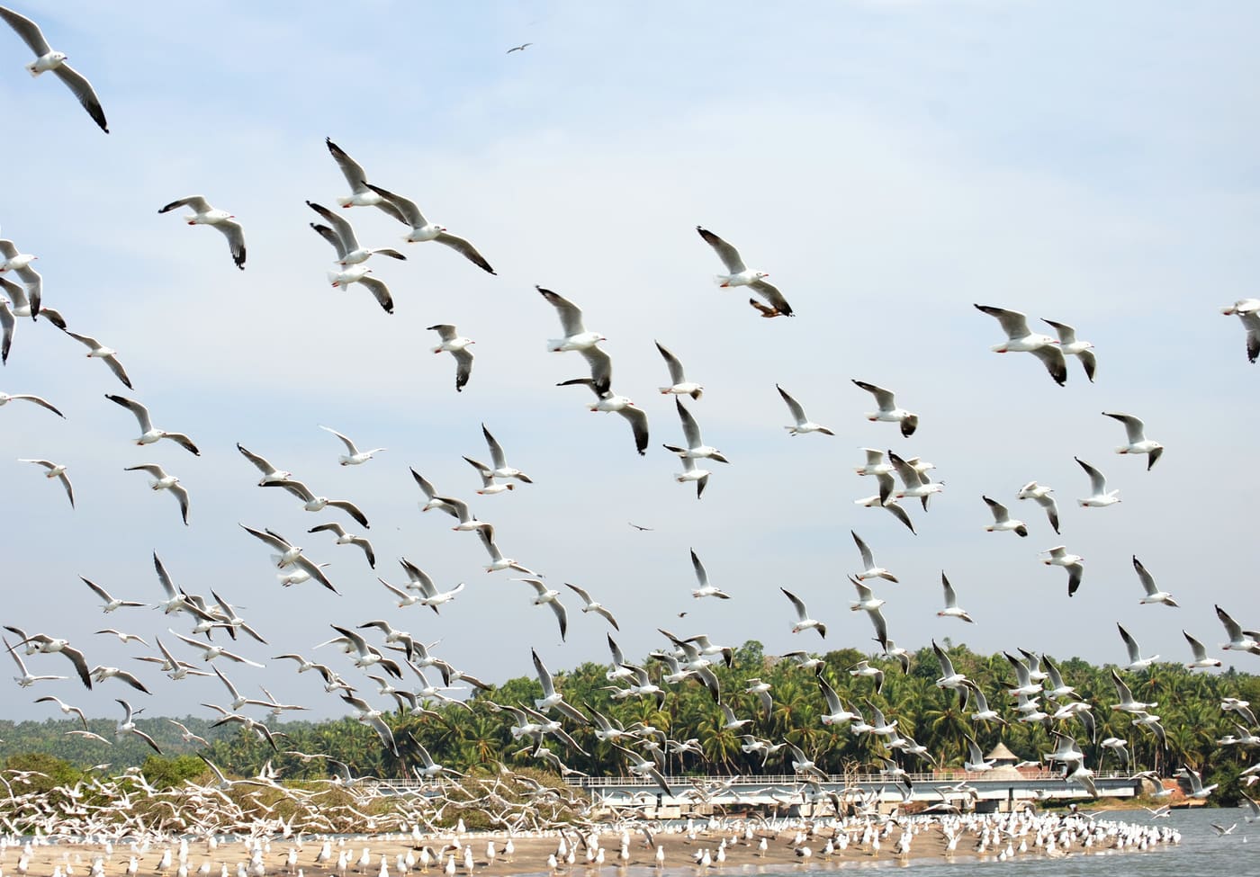 Kadalundi estuary bird sanctuary, Malappuram
