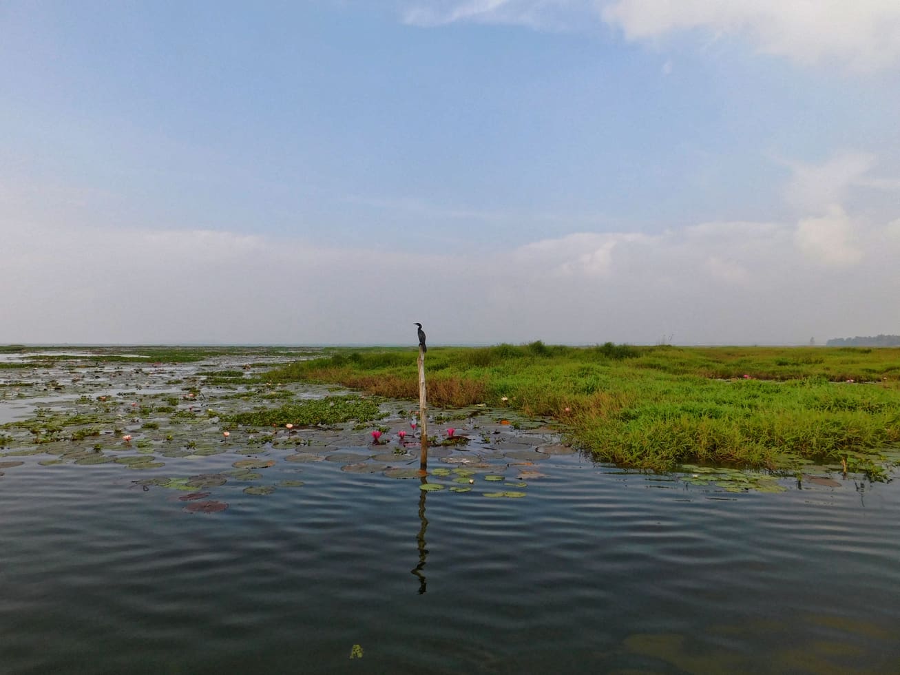 Kumarakom Bird Sanctuary — Bird sanctuary in Kumarakom