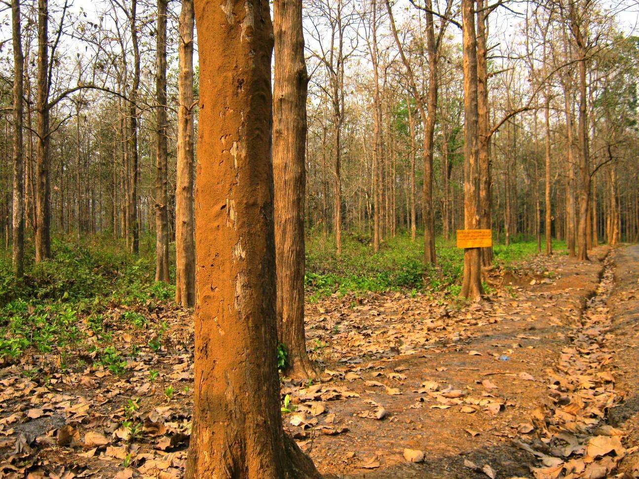 Nedumkayam rainforest near Nilambur, Malappuram