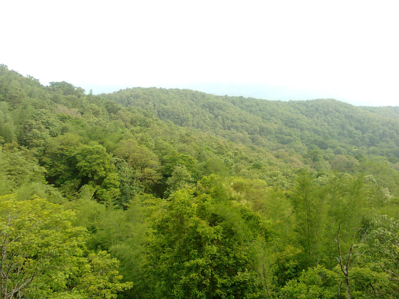 Parambikulam Tiger Reserve — Wildlife in Parambikulam
