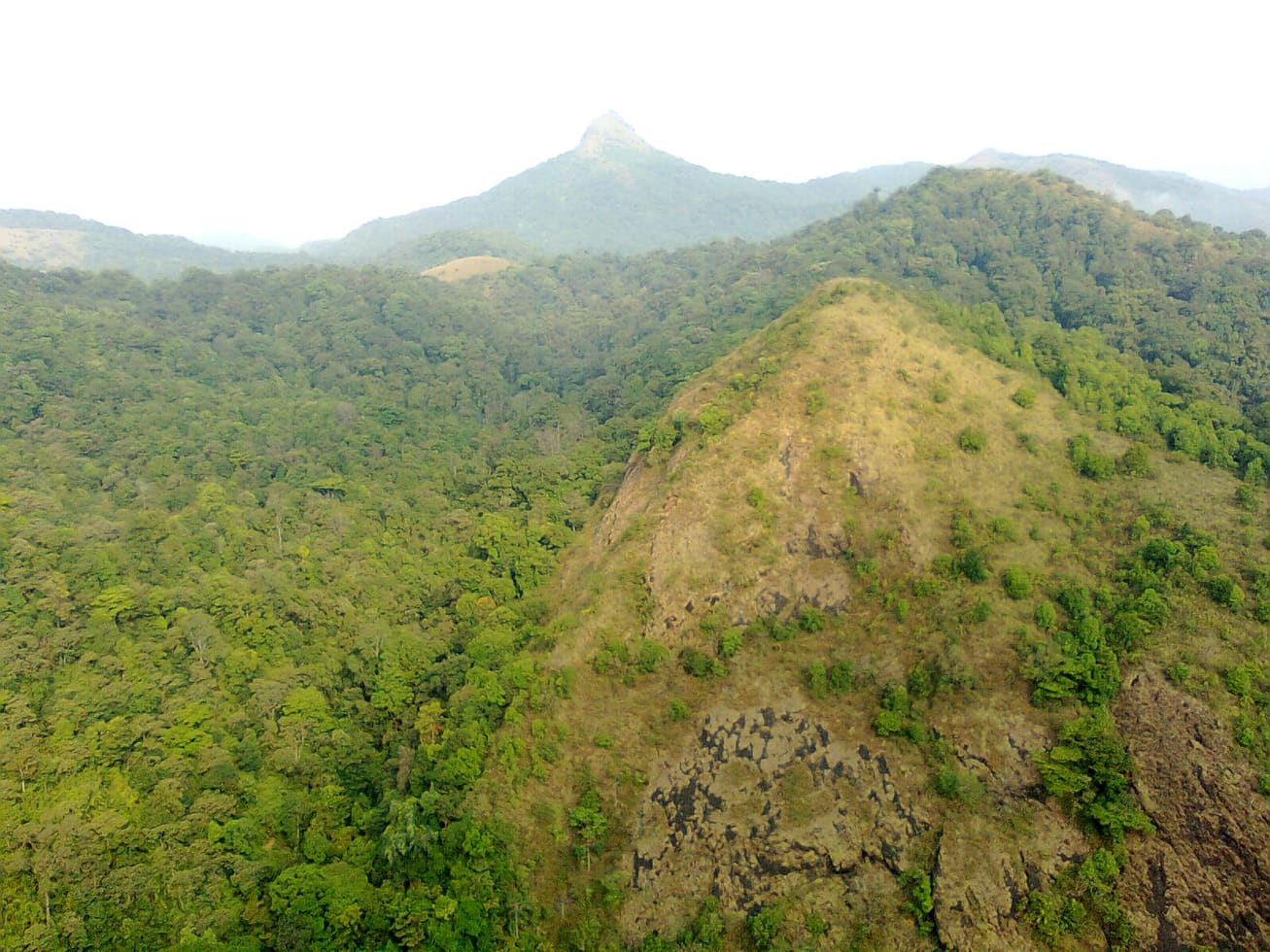 Rainforest canopy in Silent Valley National Park, Palakkad